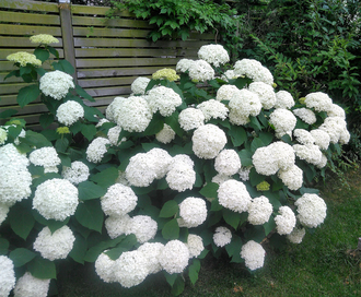 Schneeballhortensie